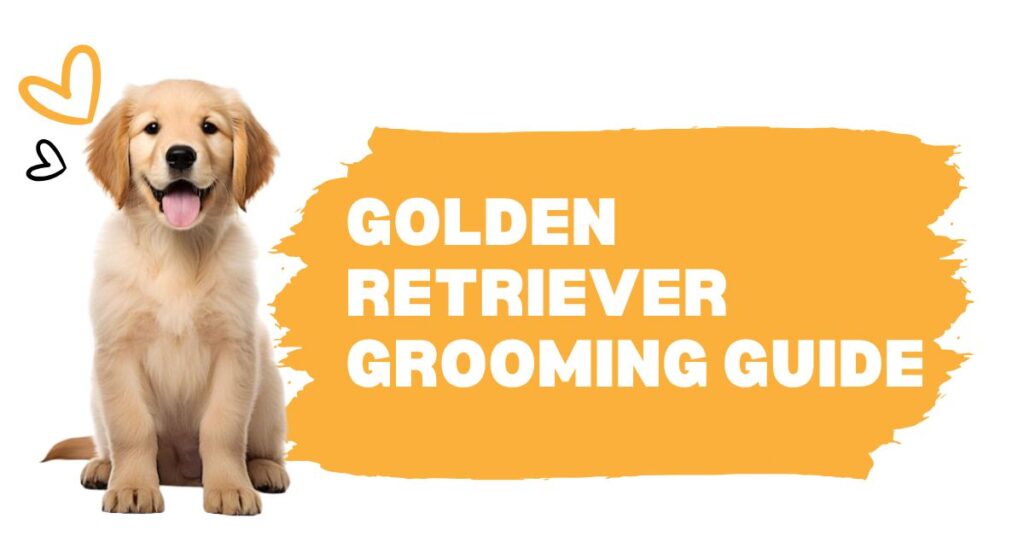 Golden Retriever Grooming Guide: Keep Their Coat Healthy & Shiny