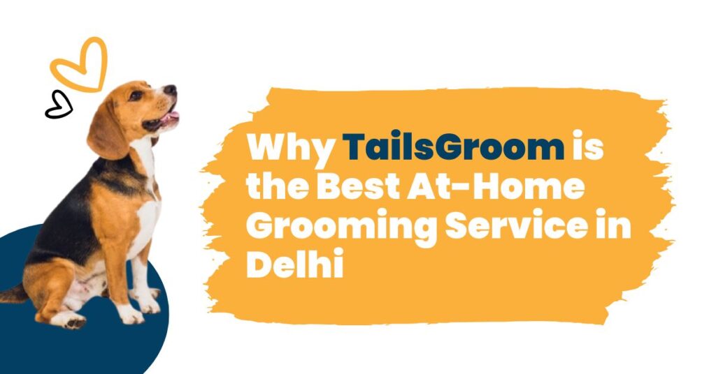 Why TailsGroom is the Best At-Home Grooming Service in Delhi