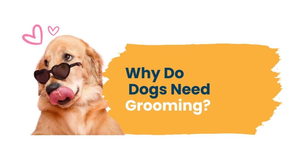 Why Do Dogs Need Grooming? Essential Benefits Every Pet Owner Should Know