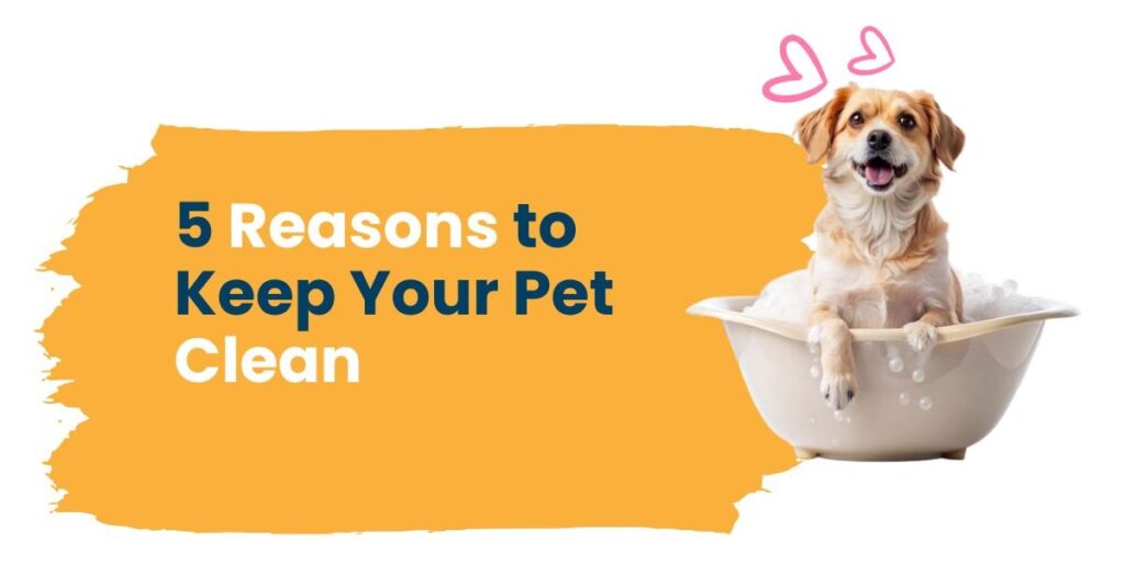 5 Key Reasons Why Regular Cleaning is Essential for Your Pet’s Health