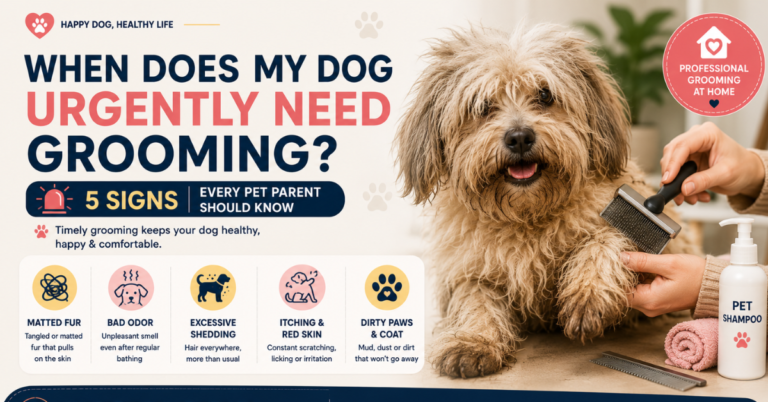 signs dog needs grooming Delhi — Tailsgroom