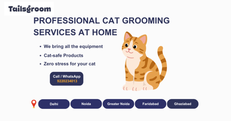 PROFESSIONAL CAT GROOMING  SERVICES AT HOME