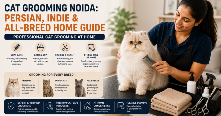 Professional cat groomer brushing a Persian cat during an at-home grooming session in Noida, highlighting grooming care for Persian, Indie, and all cat breeds.